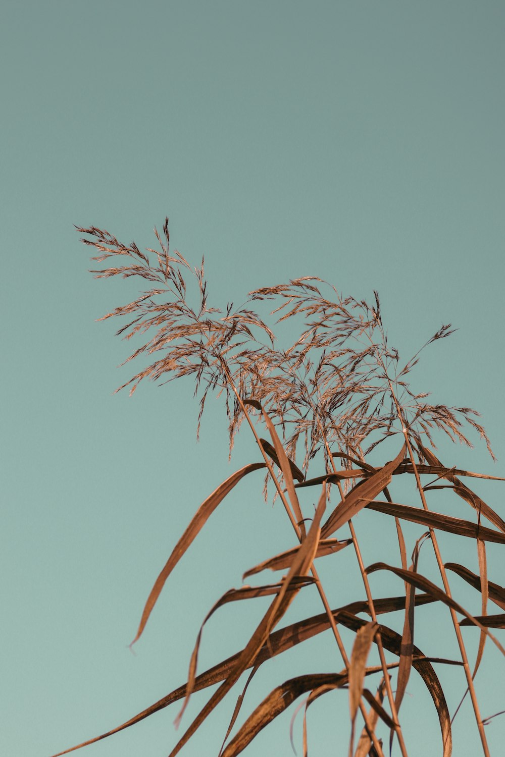 brown wheat plant under blue sky during daytime