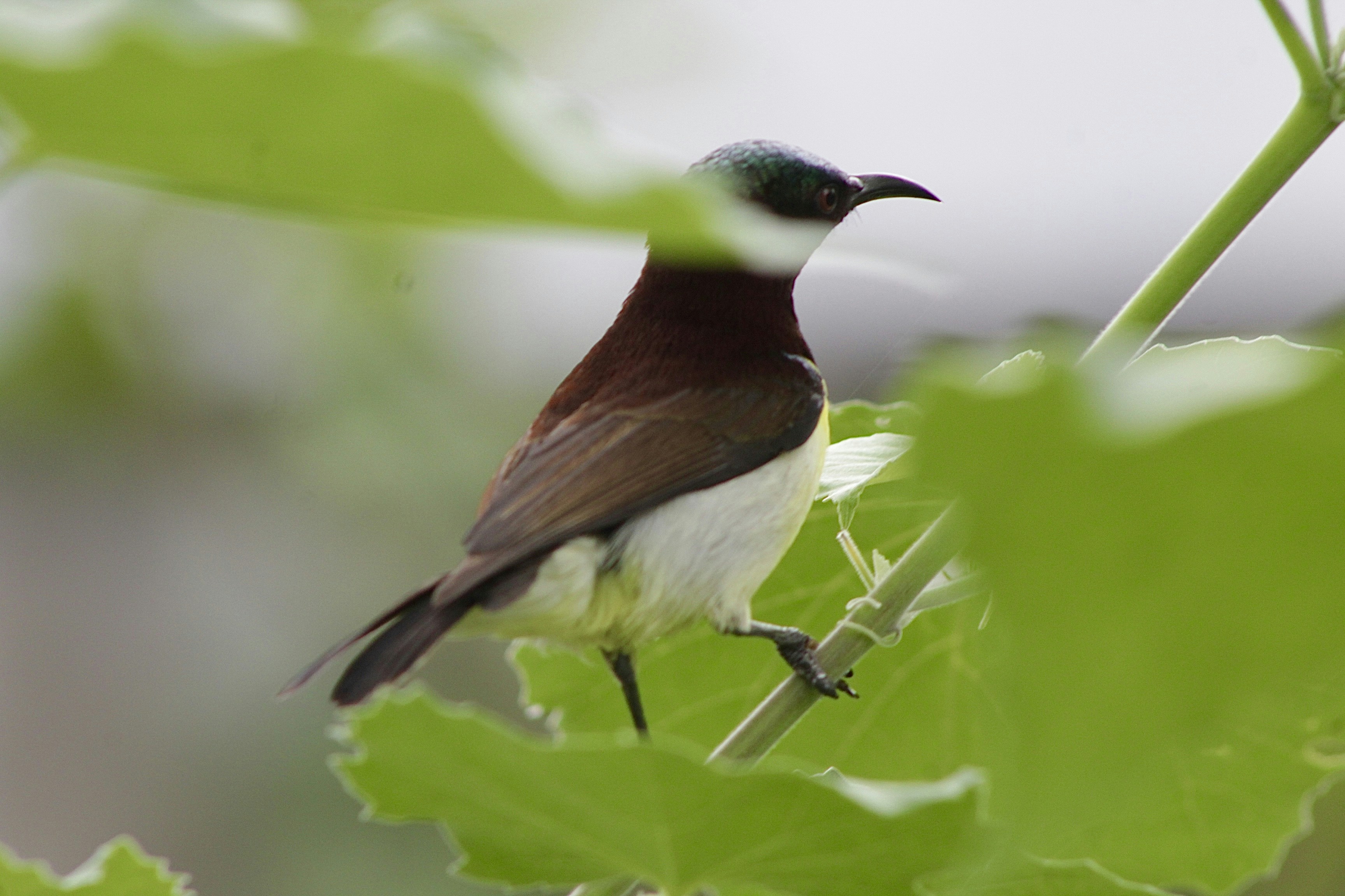 Photo by sharanyakovuri