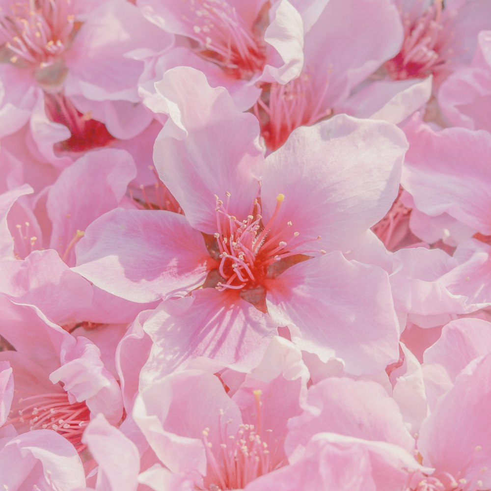 pink flower in macro shot