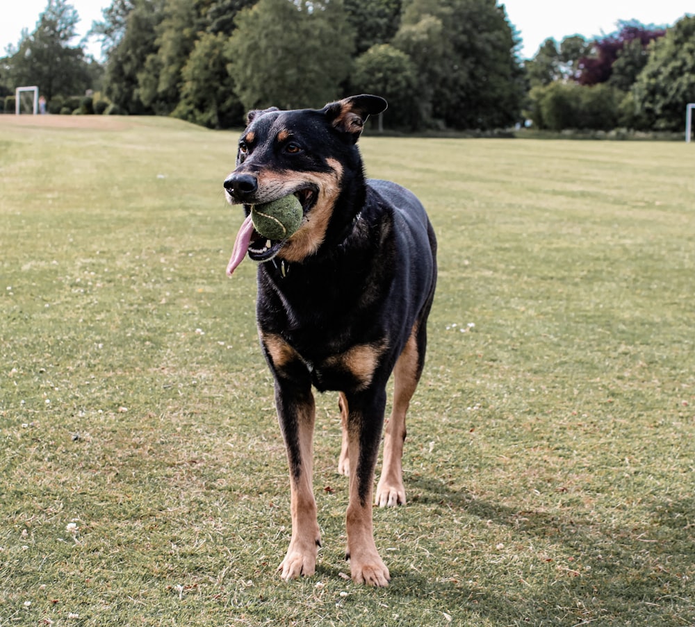 black and tan short coat dog running on green grass field during daytime