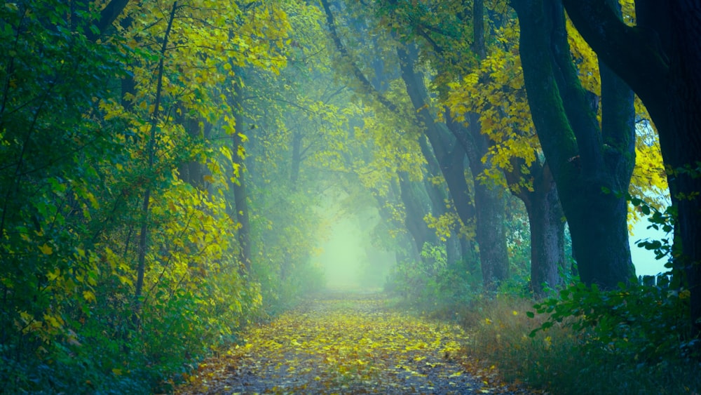 green trees and brown leaves on ground