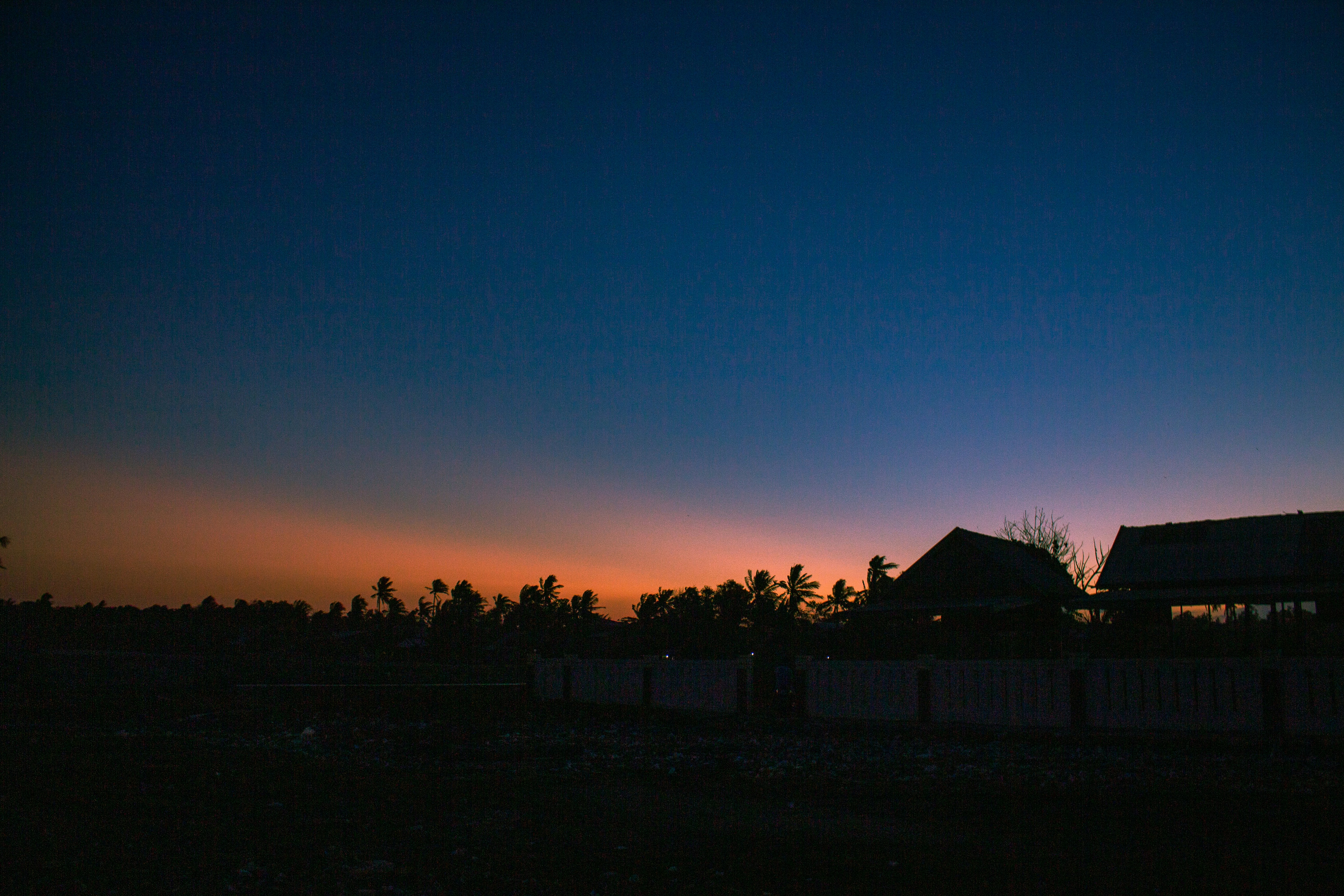 silhouette of trees during sunset