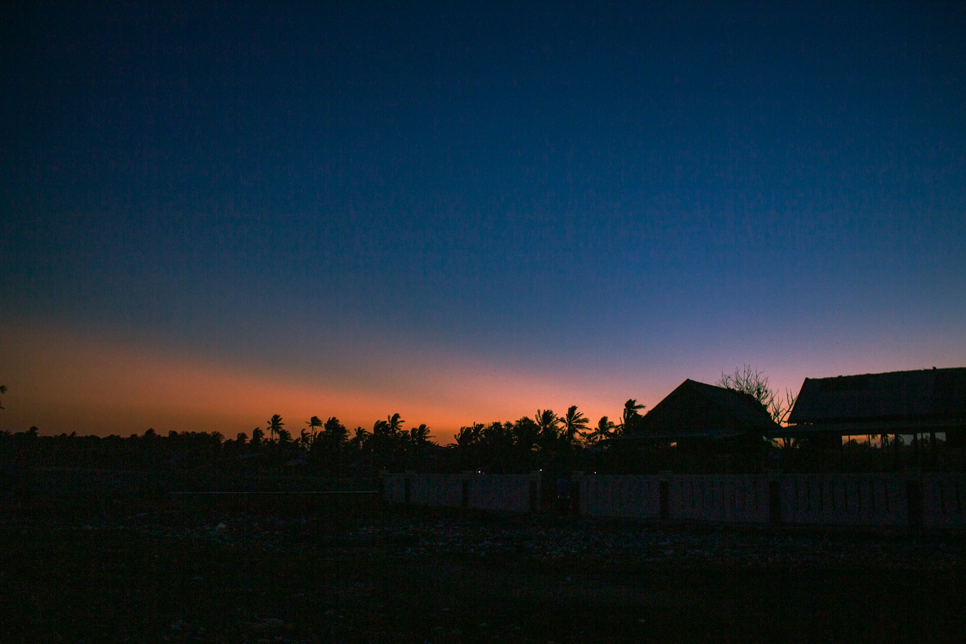 silhouette of trees during sunset