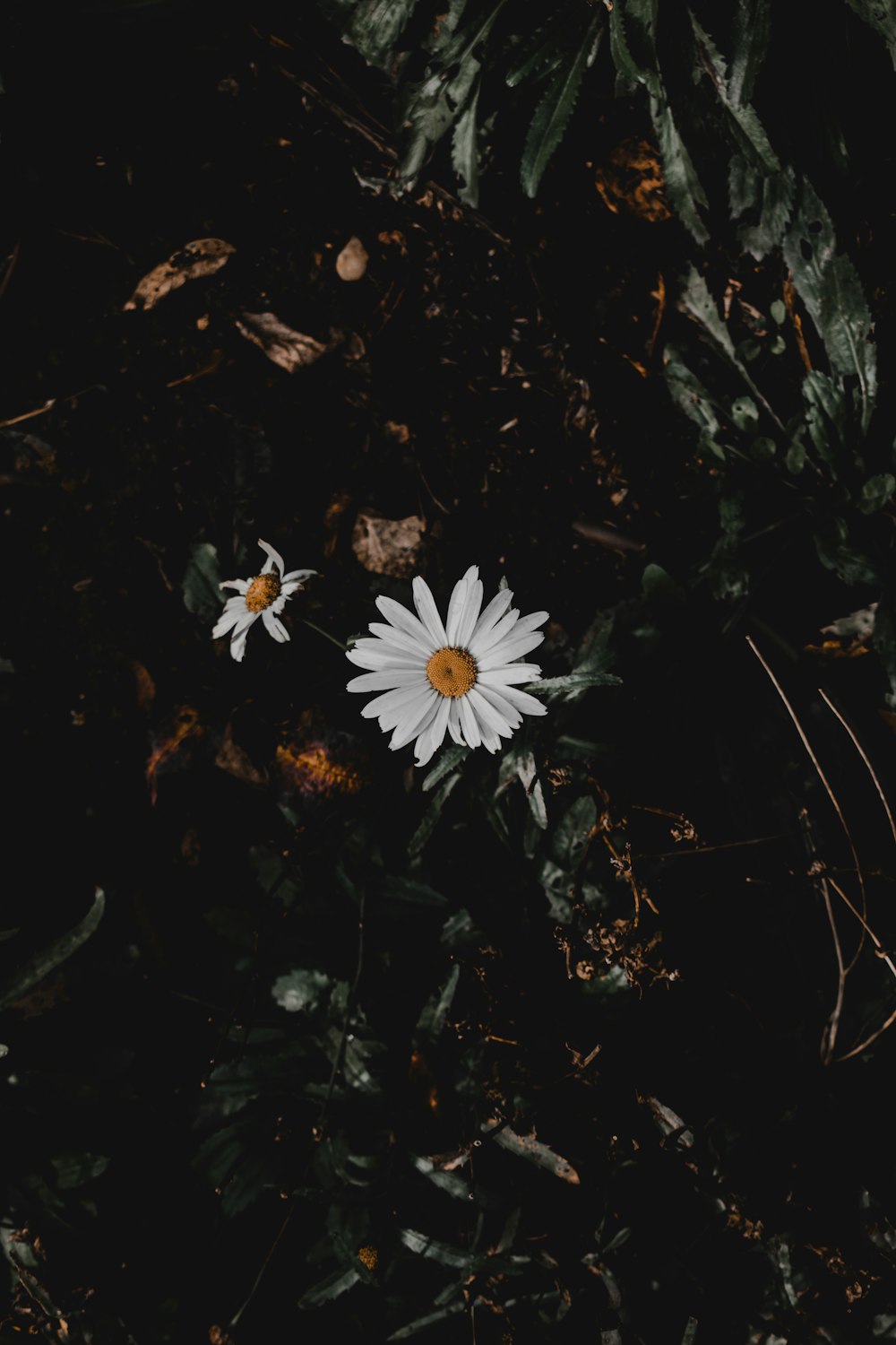 white daisy on brown soil