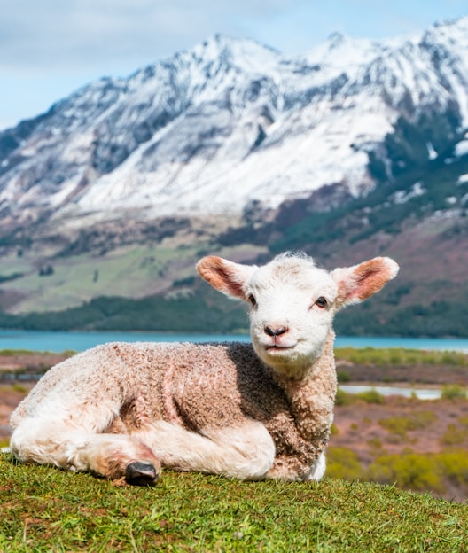 white sheep on green grass field near snow covered mountain during daytime