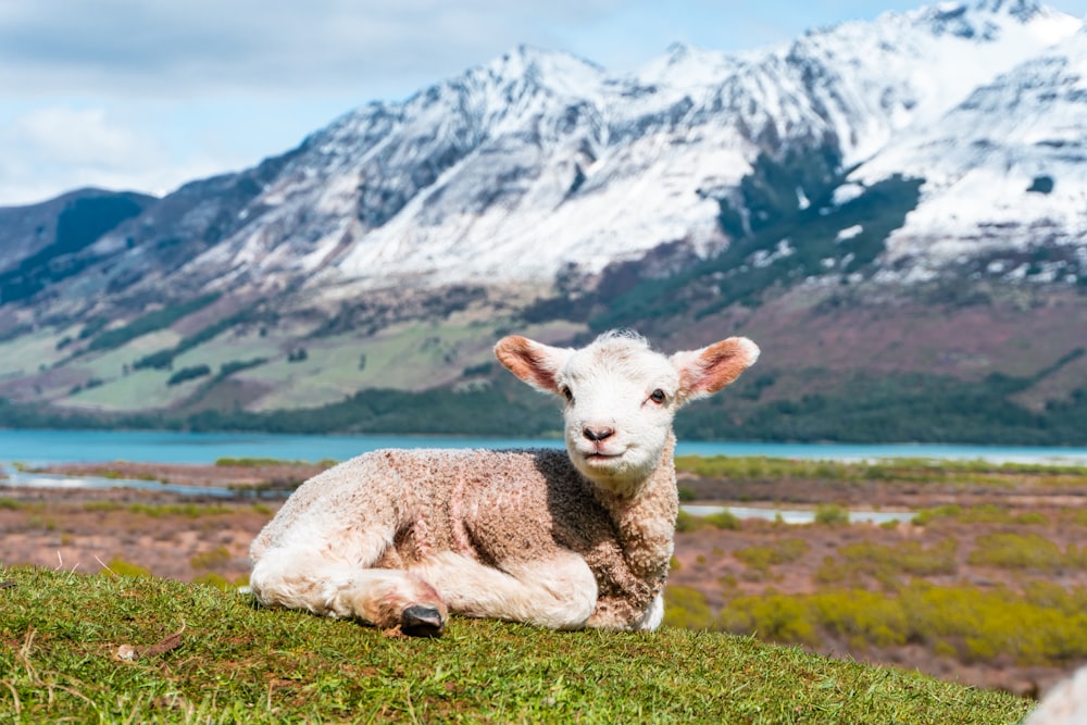 pecore bianche sul campo di erba verde vicino alla montagna coperta di neve durante il giorno