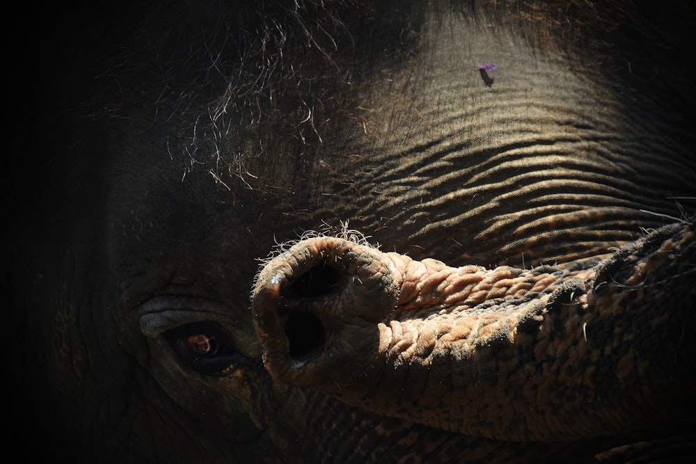 close up photo of elephants eye