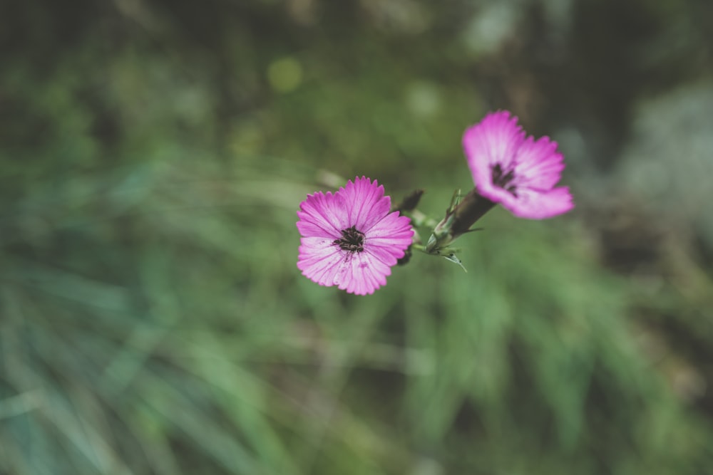 purple flower in tilt shift lens