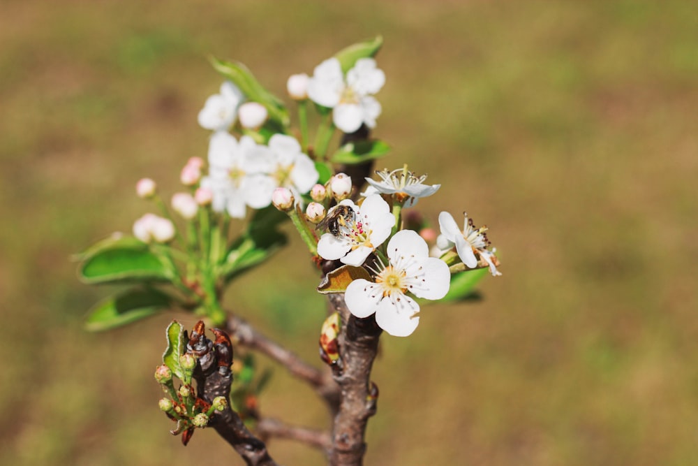 white flowers on brown tree branch