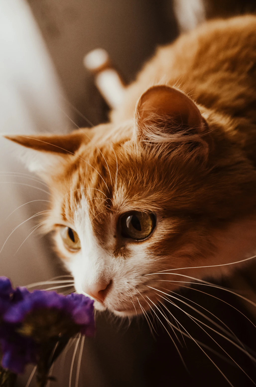 orange tabby cat lying on purple textile