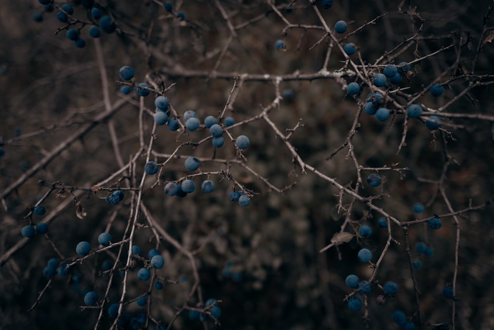 blue berries on brown stem