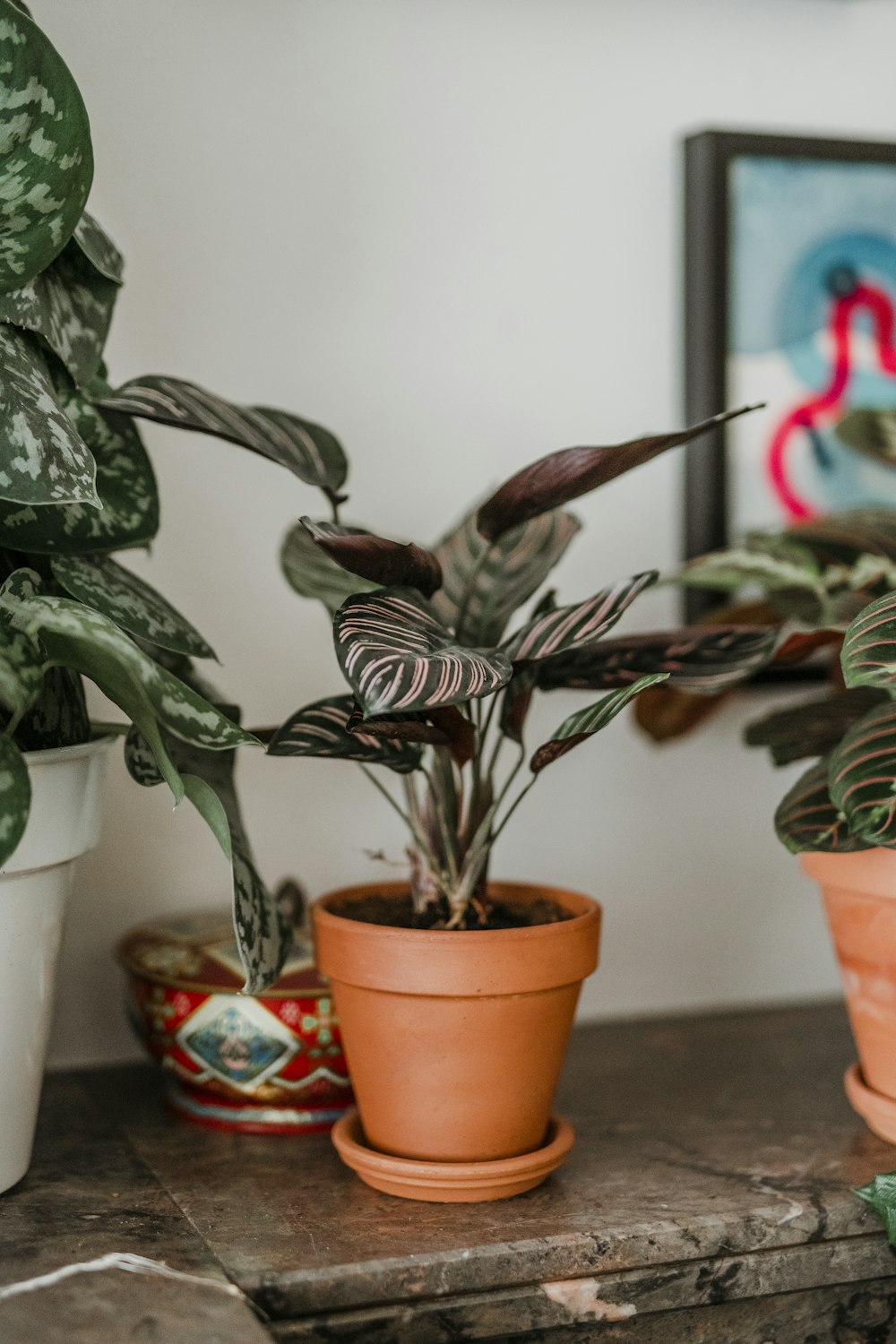 green and brown plant in brown clay pot