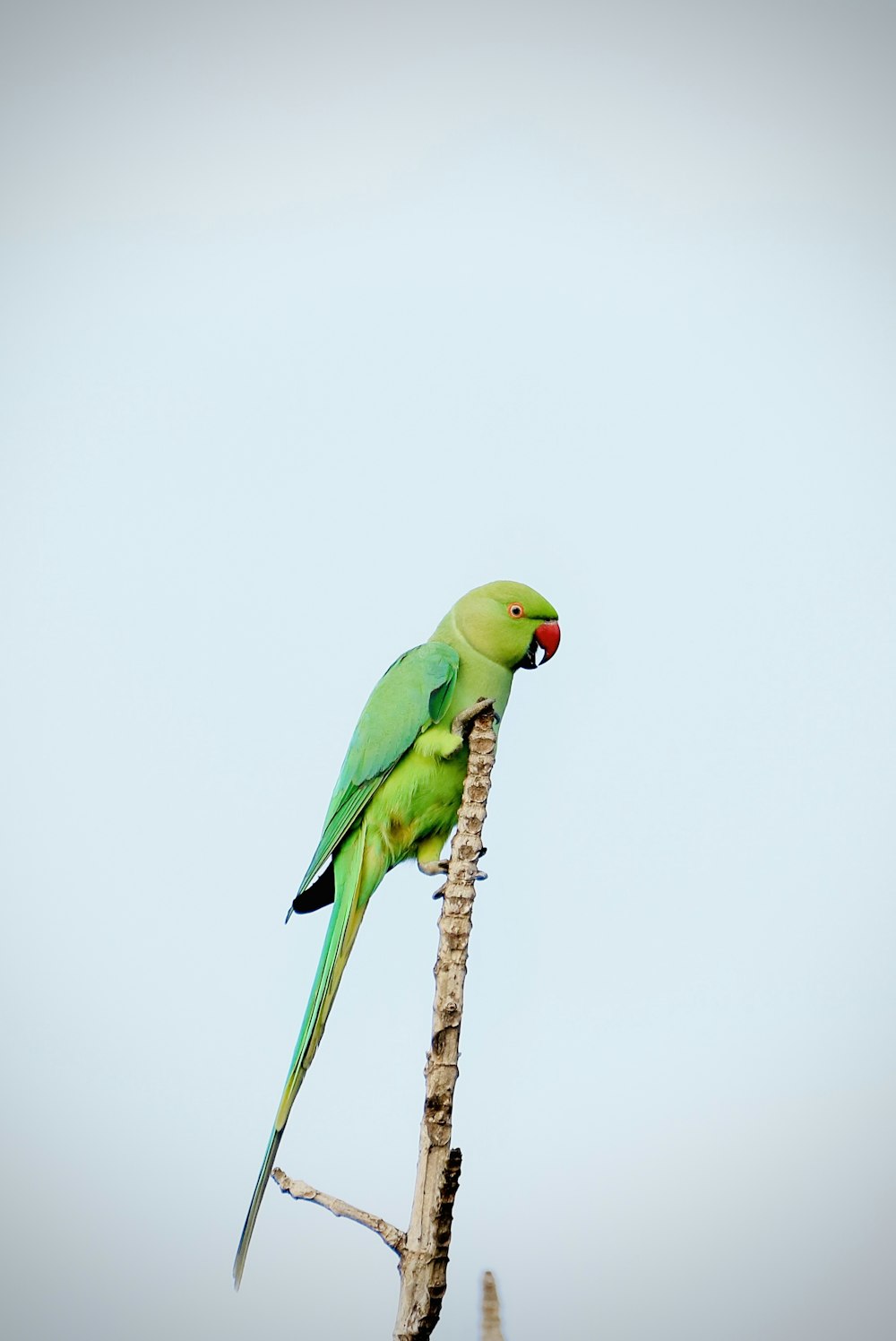 green parrot on brown wooden stick