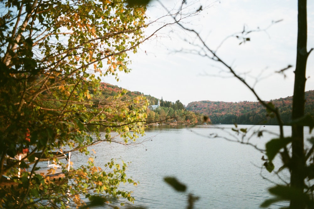 alberi verdi accanto al fiume durante il giorno