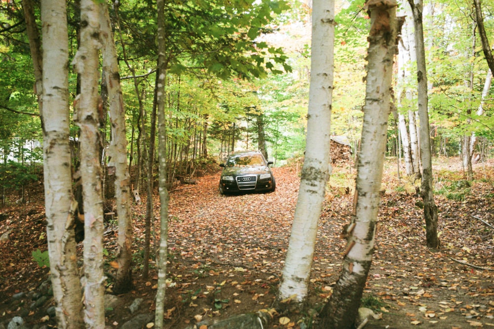 SUV nero in mezzo alla foresta durante il giorno