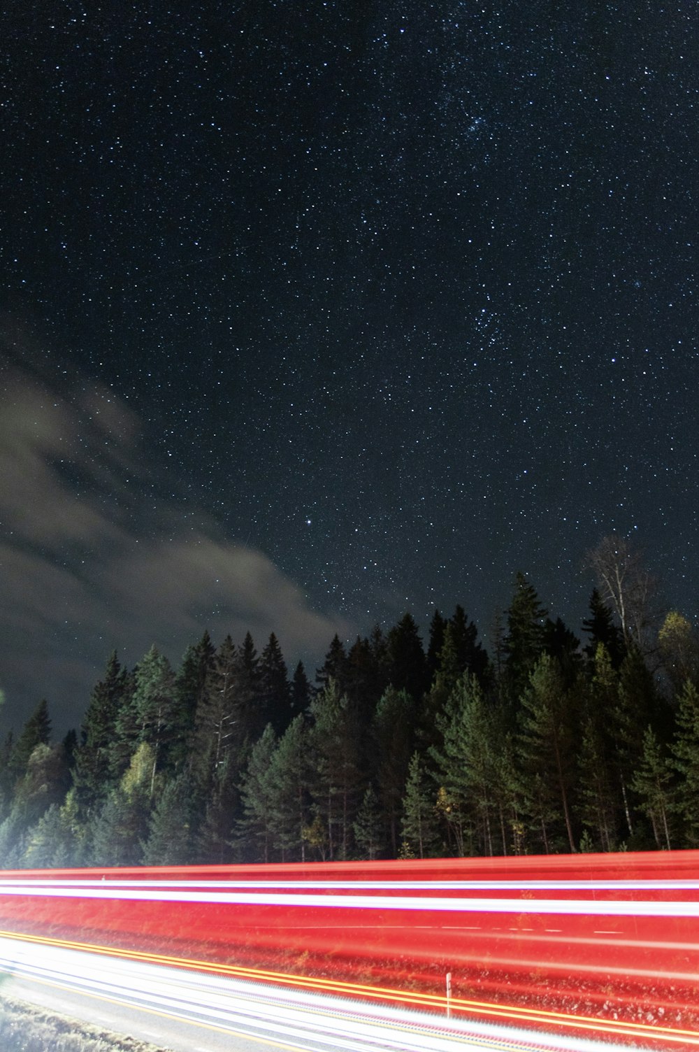 green pine trees under starry night