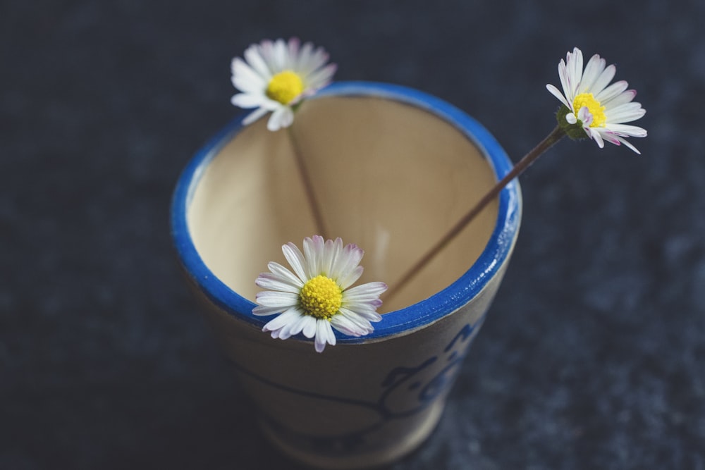 white and yellow daisy in blue plastic cup