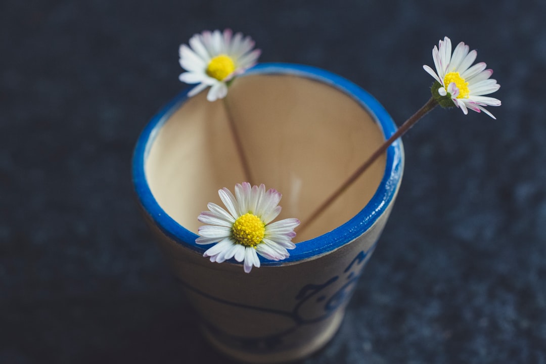 white and yellow daisy in blue plastic cup