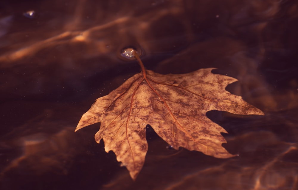 brown maple leaf on water