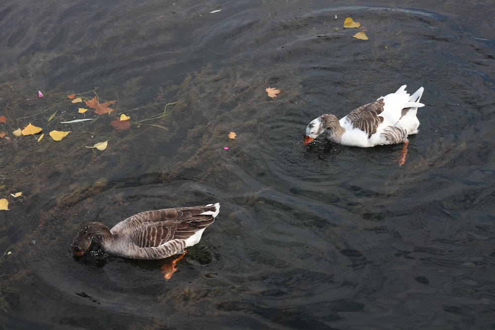 brown and white duck on water