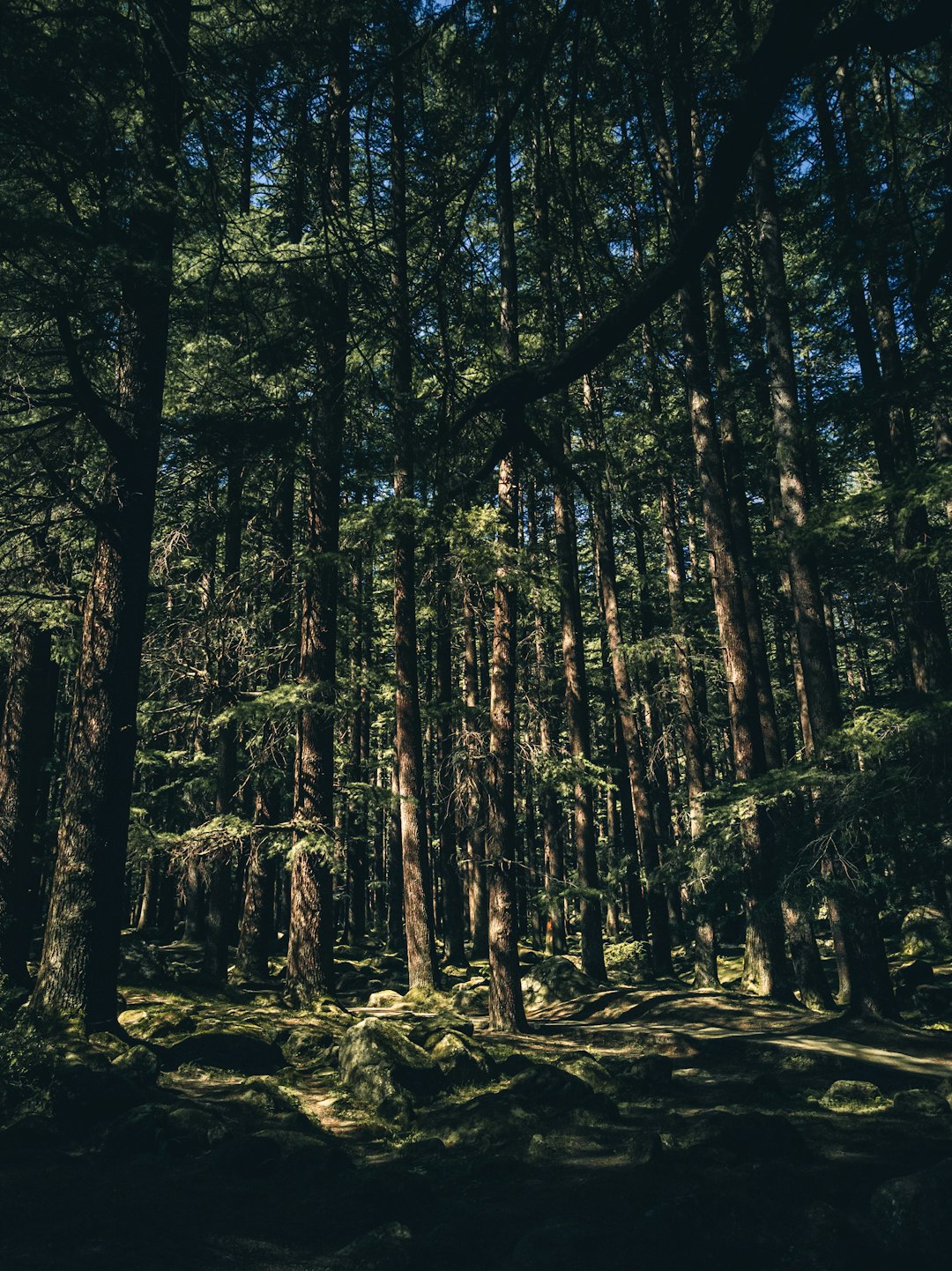 brown trees on brown soil