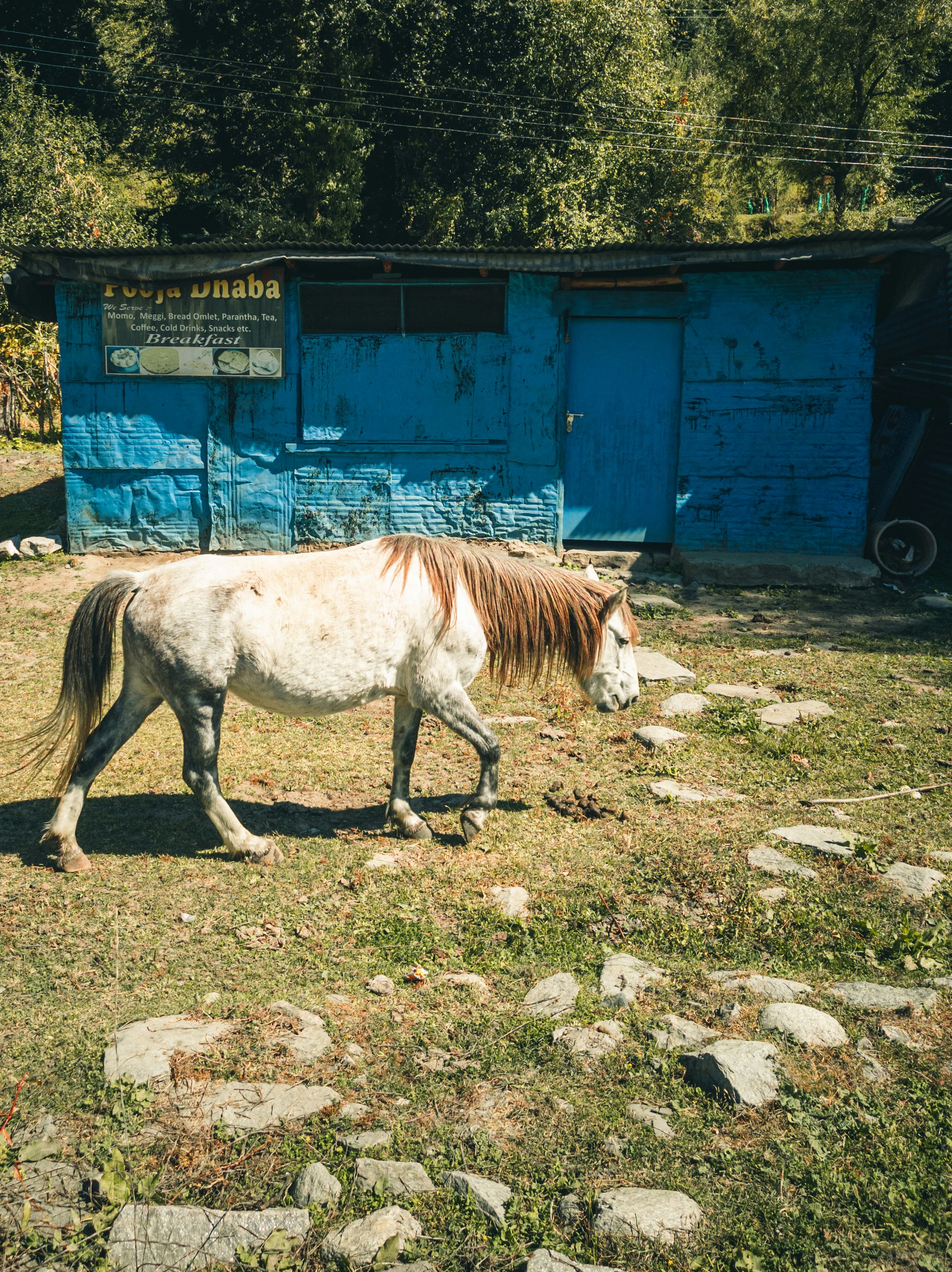 white and brown horse on green grass field during daytime