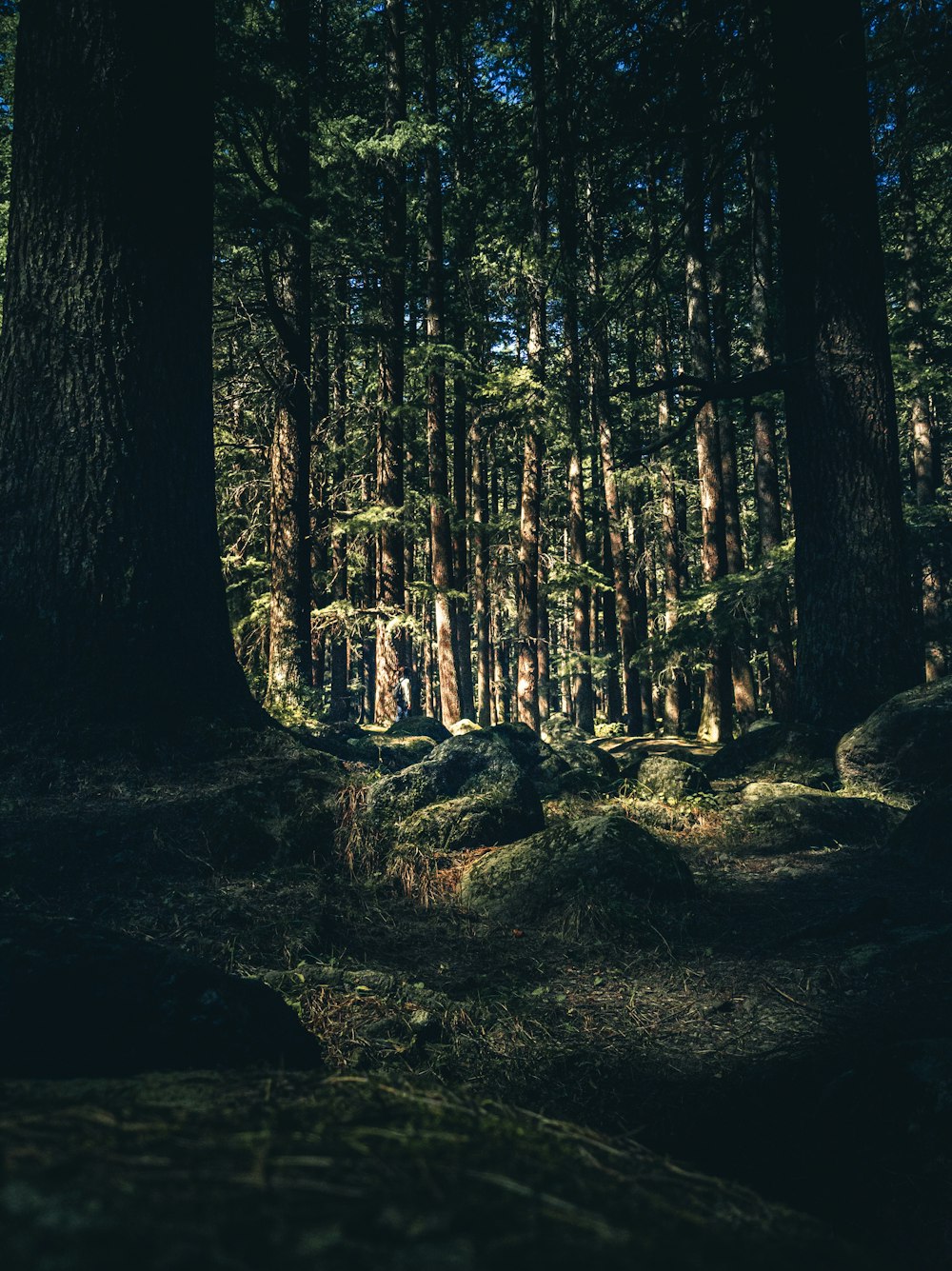 braune Bäume im Wald tagsüber