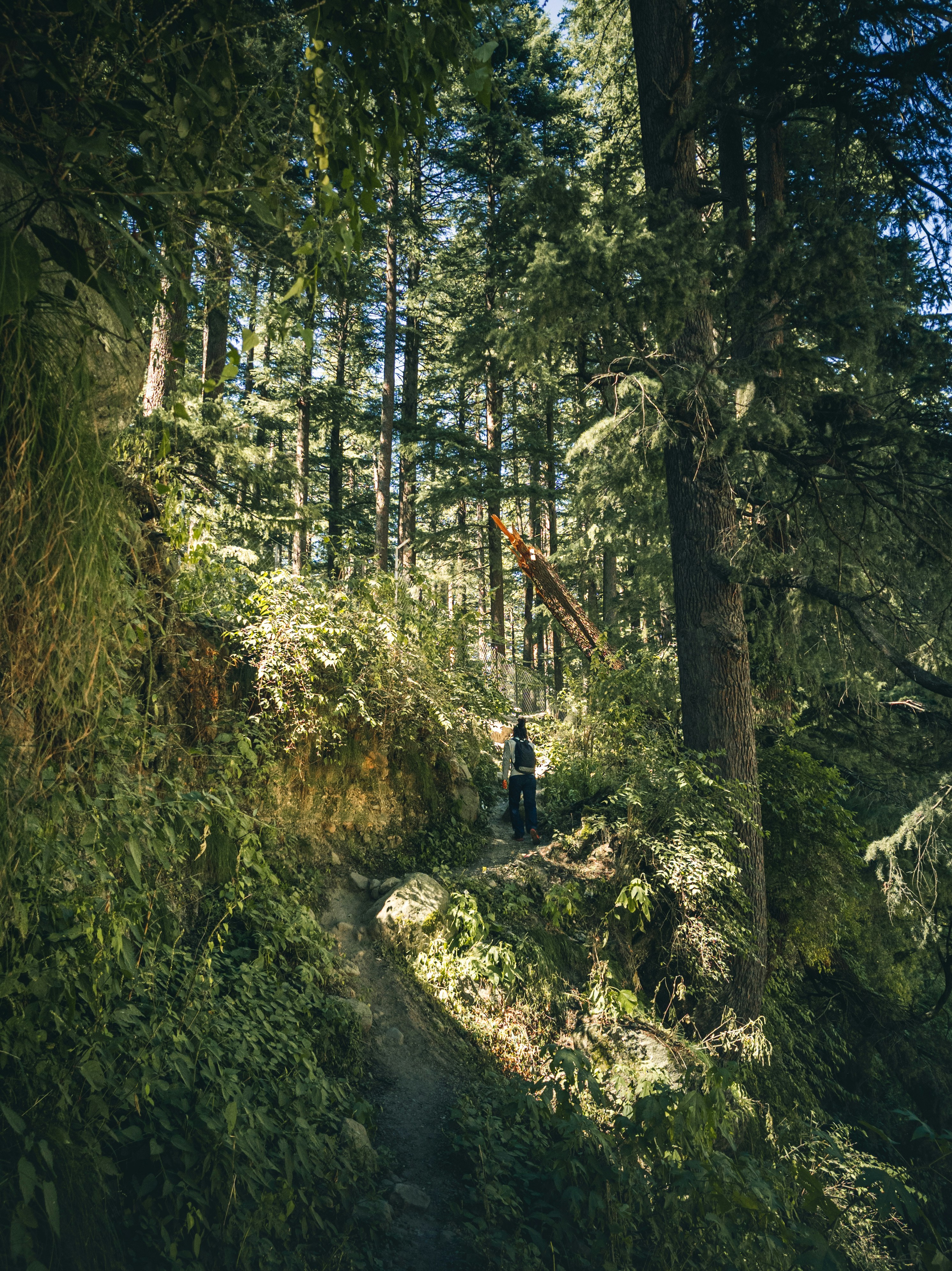 Person in black jacket walking on pathway between green trees during ...