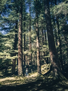 green trees on forest during daytime