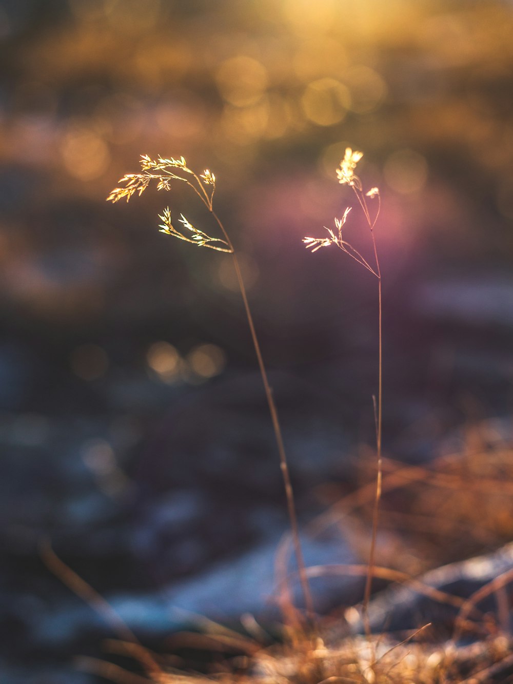 brown plant in tilt shift lens