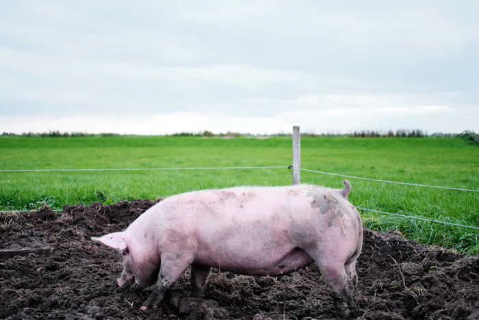 Pig farming