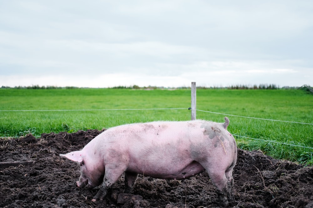 cerdo rosado en campo de hierba verde durante el día