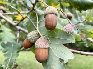 Several acorns hang from the branches of an oak tree, surrounded by green leaves. The acorns are brown with textured caps, and the branches extend against a blurred natural backdrop of more foliage.