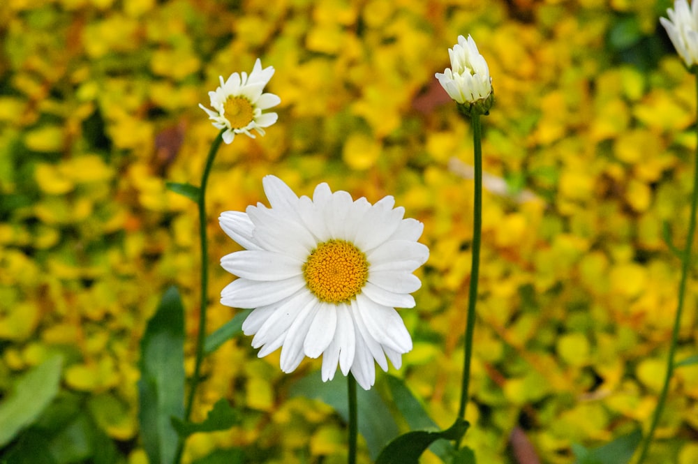 white and yellow flower in tilt shift lens