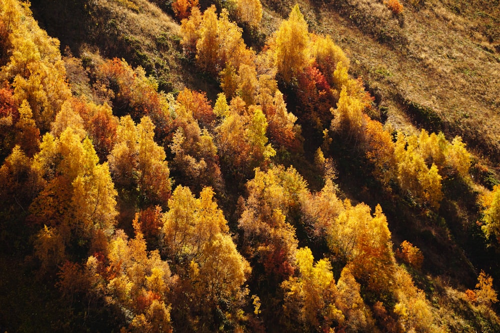 brown and green trees on hill