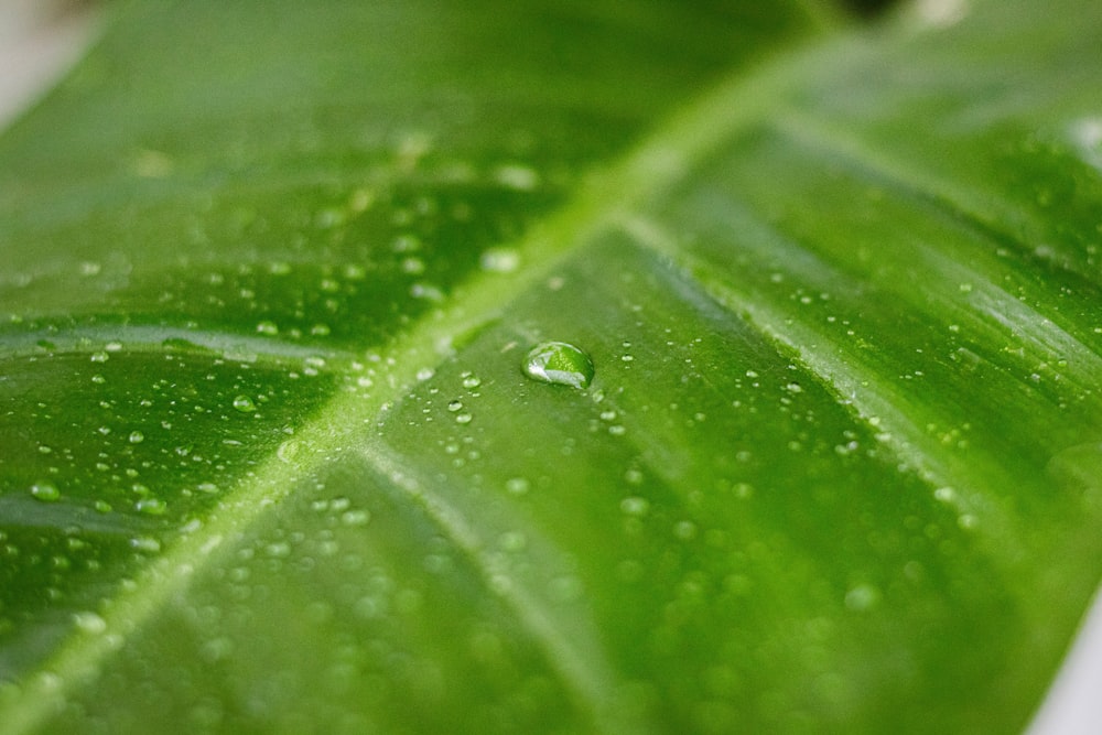 water droplets on green leaf