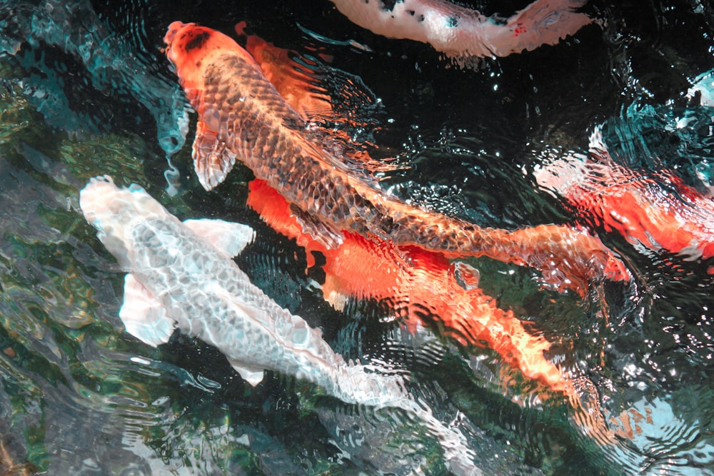 orange and white koi fish