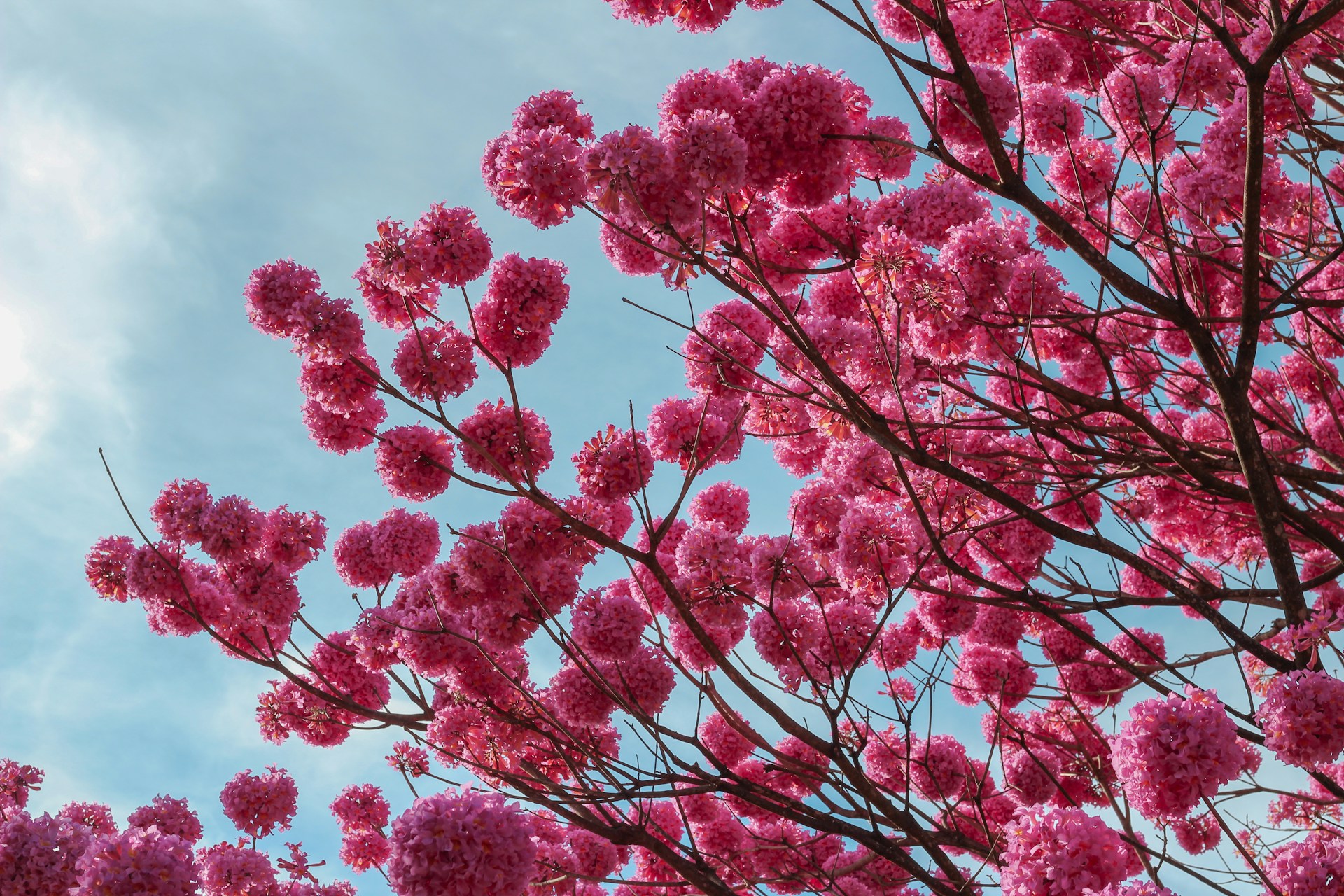 red leaf tree under blue sky during daytime