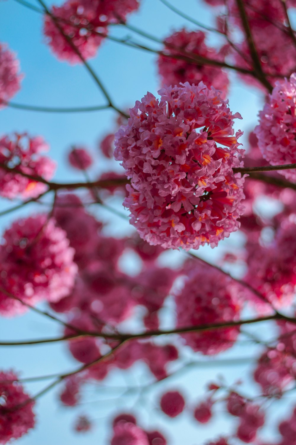 red cluster flower in close up photography