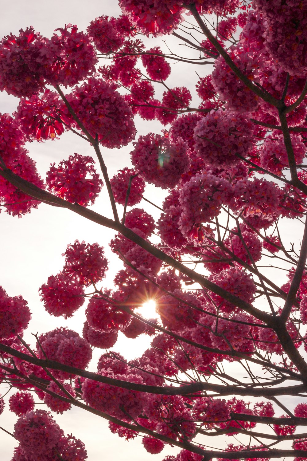 pink cherry blossom tree during daytime