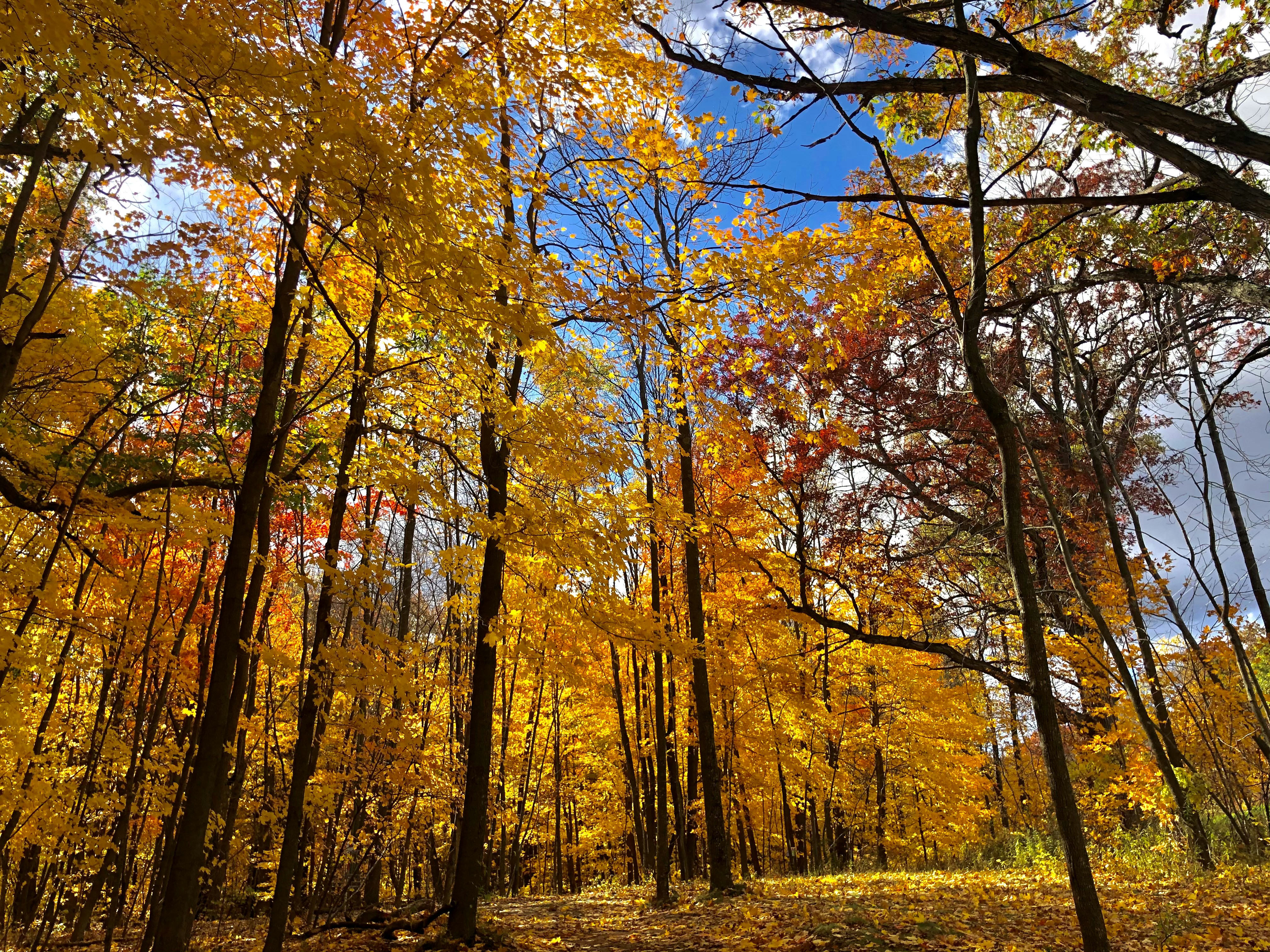 brown trees on green grass field during daytime wisconsin teams background