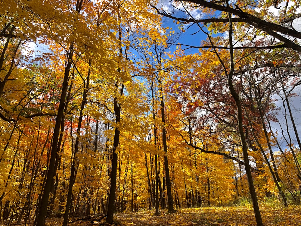 brown trees on green grass field during daytime