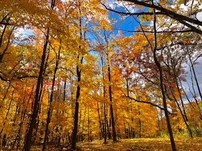 brown trees on green grass field during daytime wisconsin zoom background