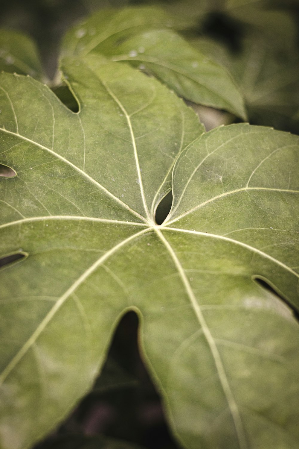 green leaf plant in close up photography