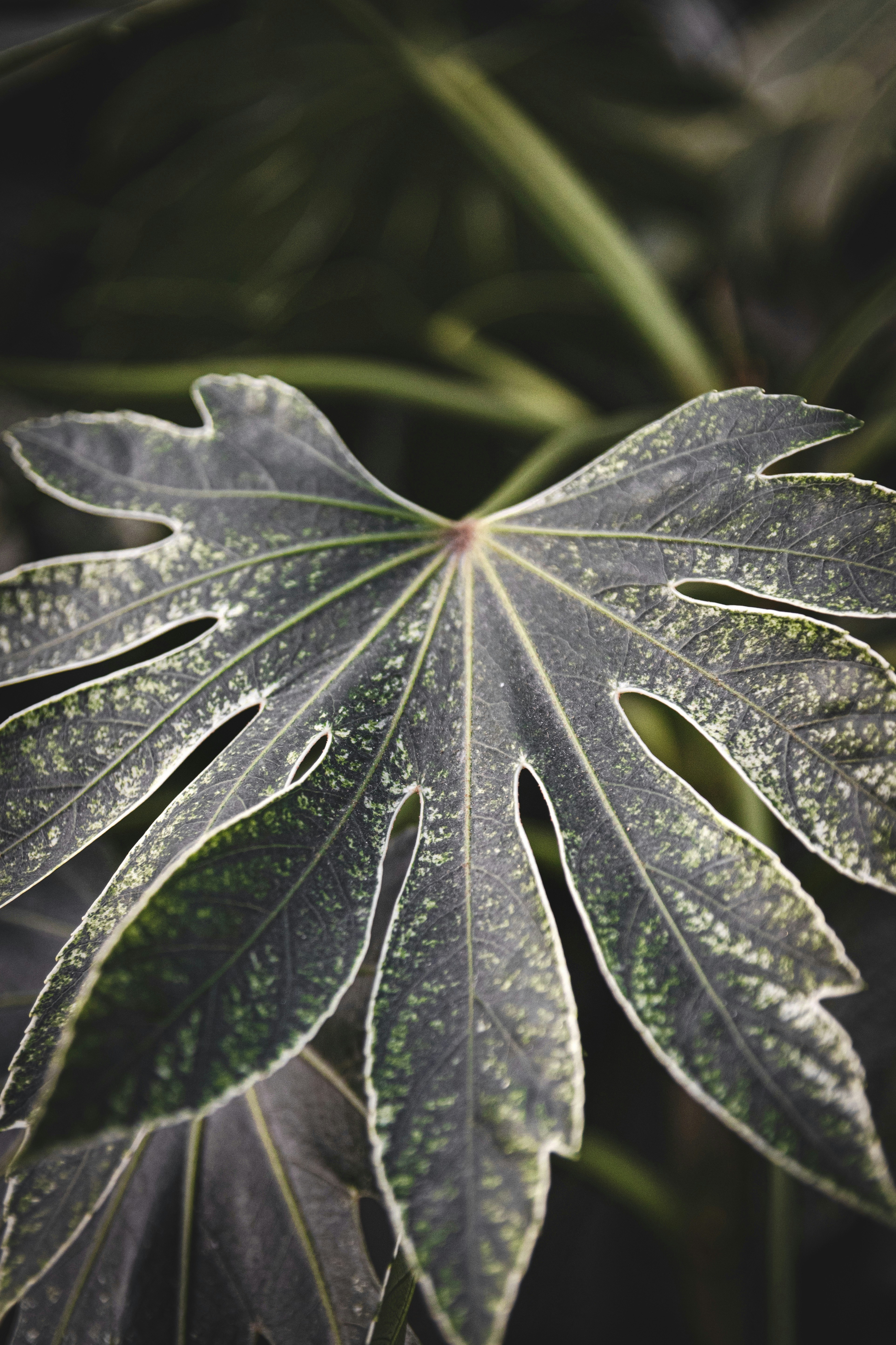 green leaf with water droplets
