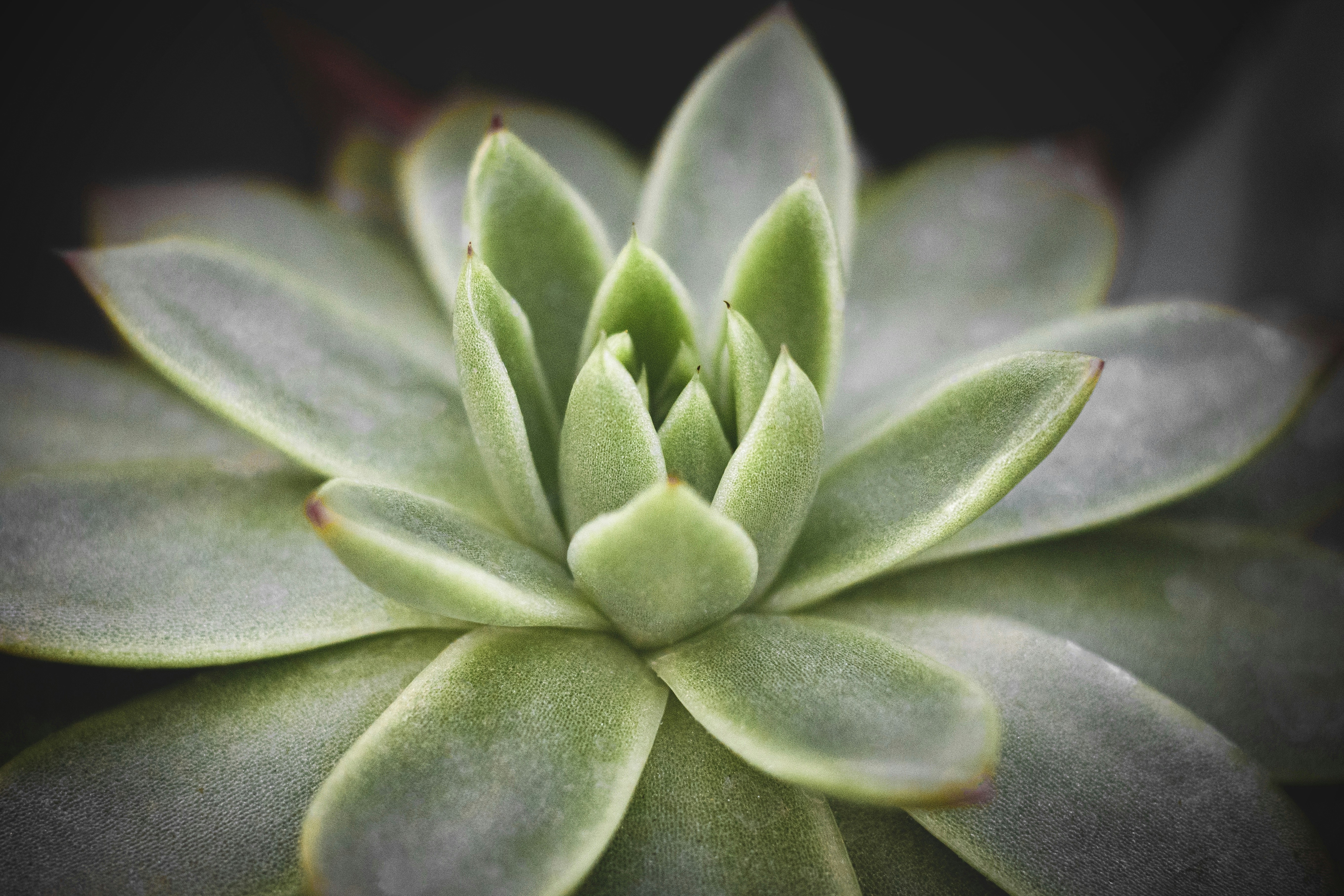green plant in close up photography