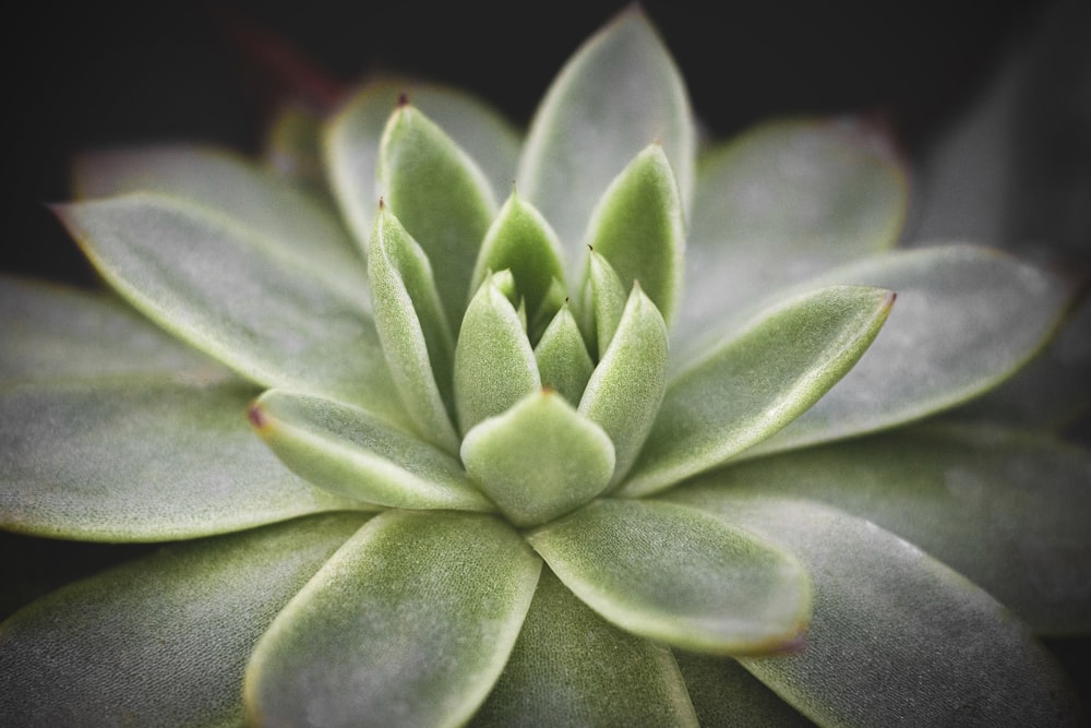 green plant in close up photography