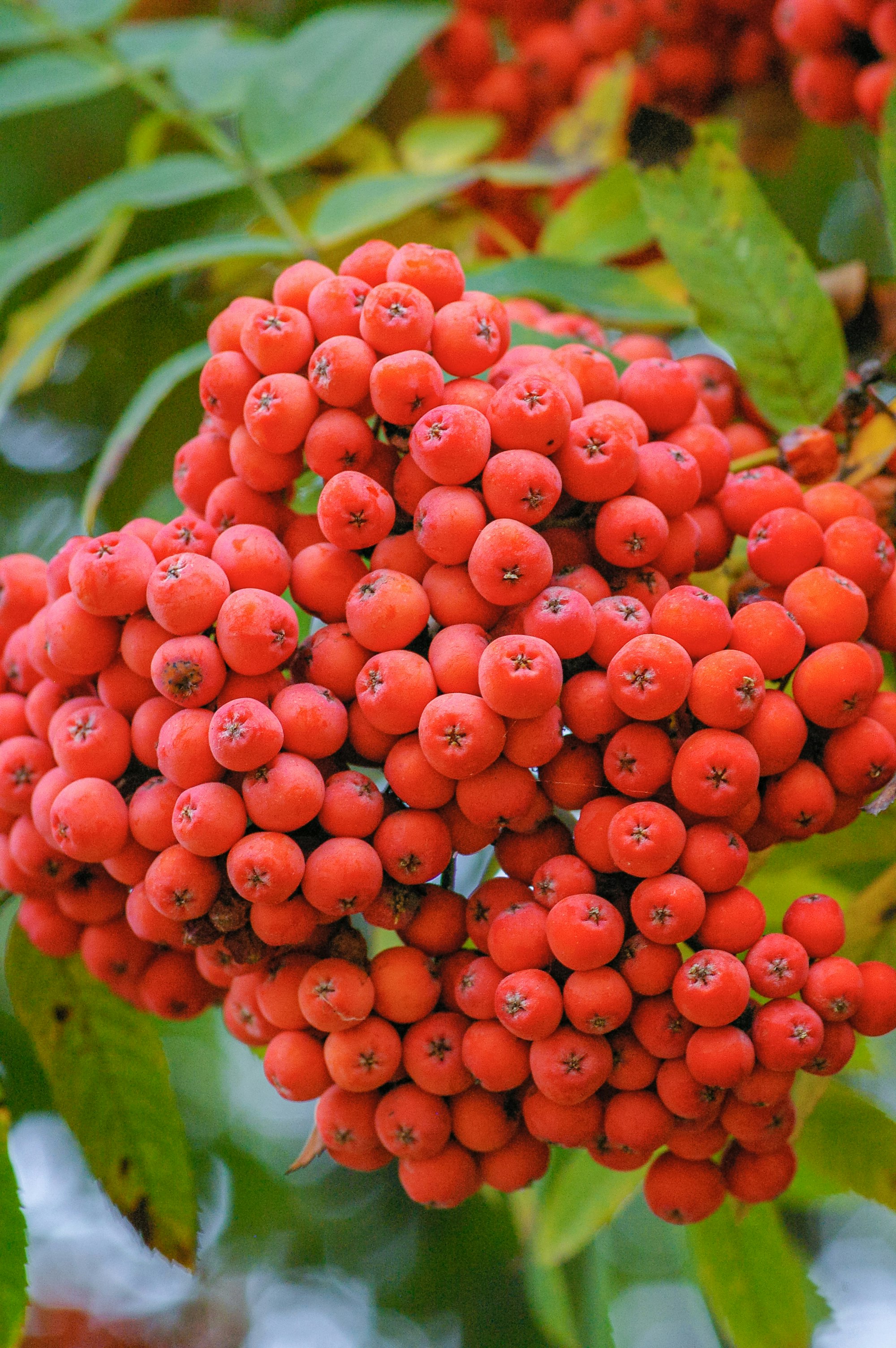 red round fruits on green leaves