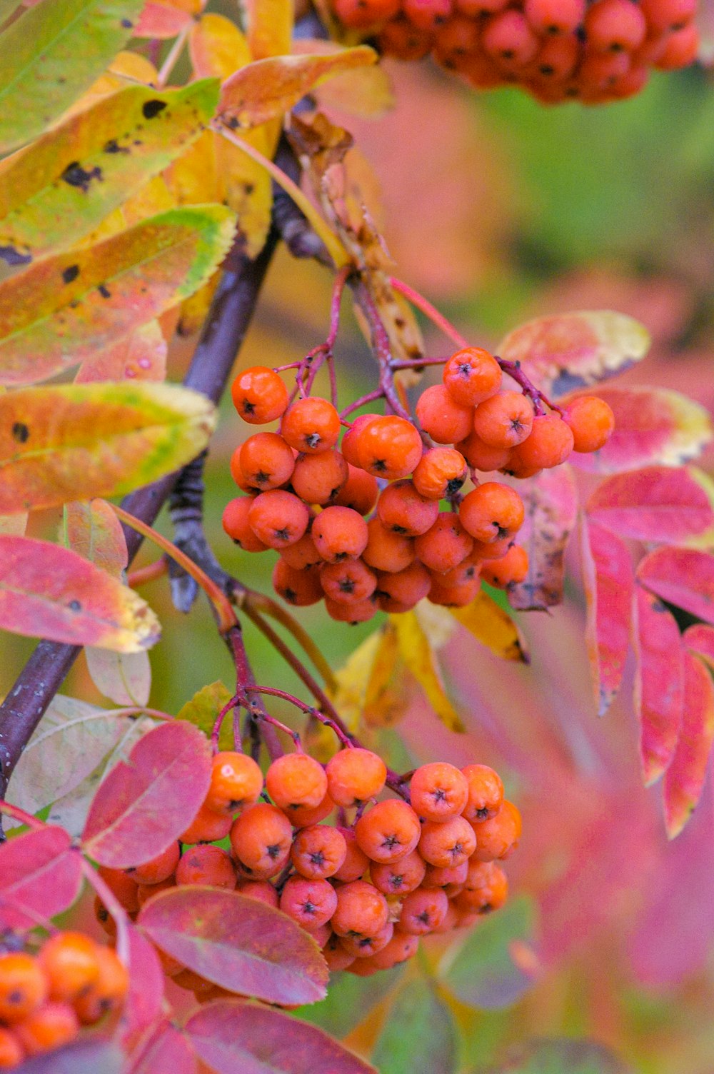 orange round fruits on tree branch