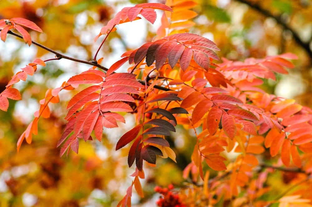 red and green leaves during daytime